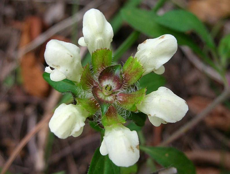 Prunella laciniata / Prunella gialla